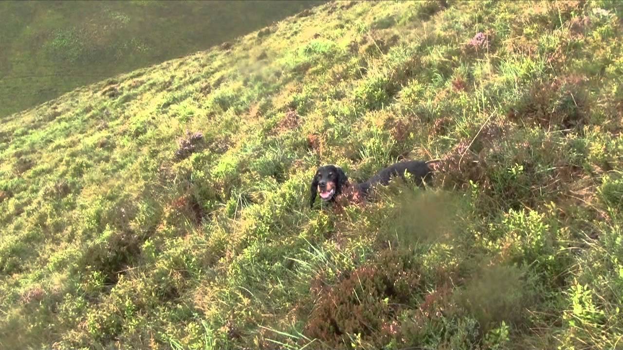 Chasse dans les Pyrénées avec des Setters Gordon
