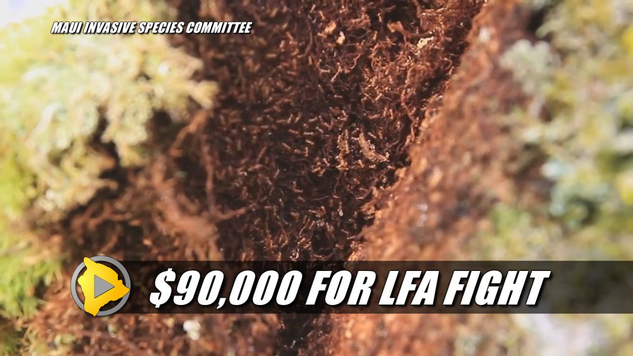$90,000 For Little Fire Ant Fight