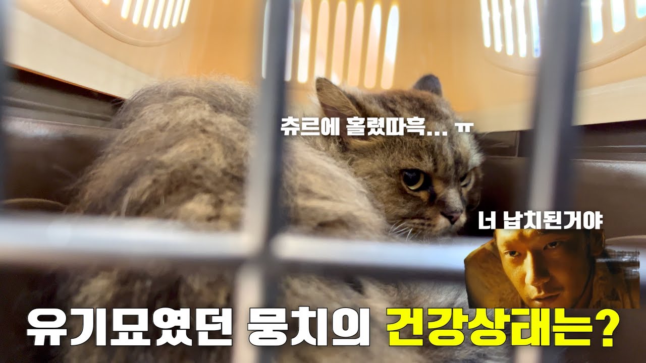 유기묘와 초보집사가 병원에 다녀오면
