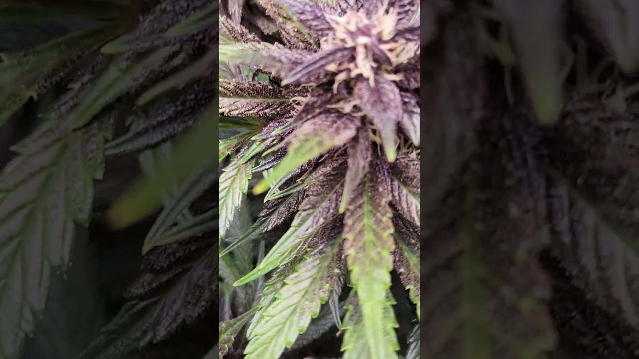 purple panty dropper 45 days