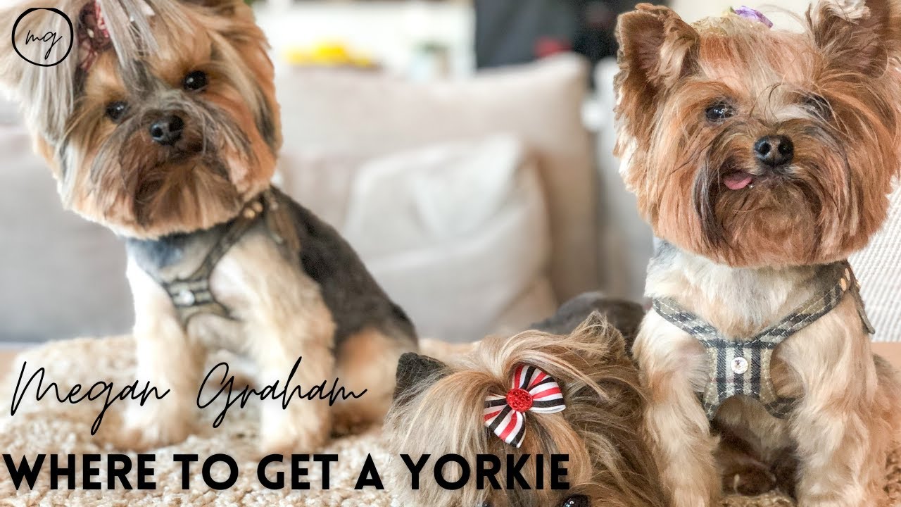Where To Get A Yorkie | Yorkie 101