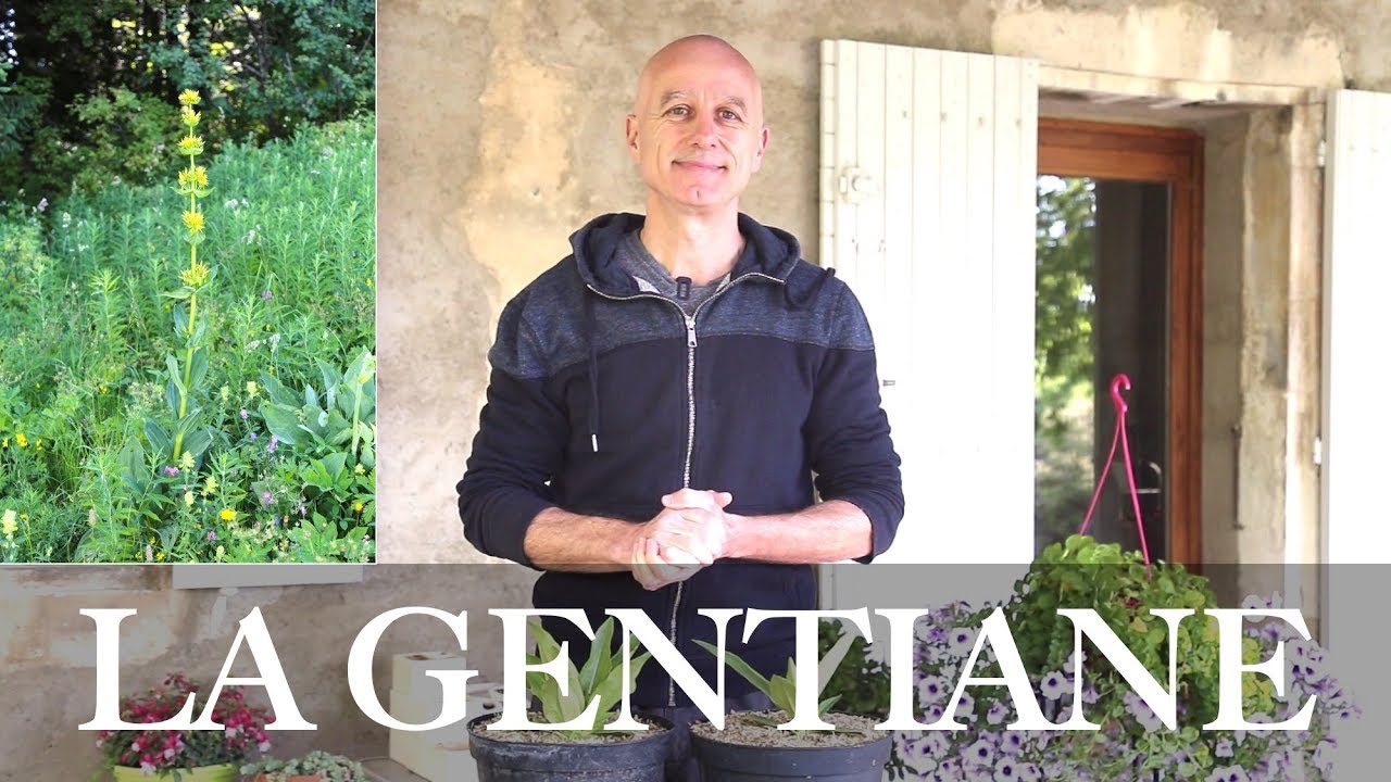 Gentiane (Gentiana lutea) : la reine des am&egrave;res digestives !