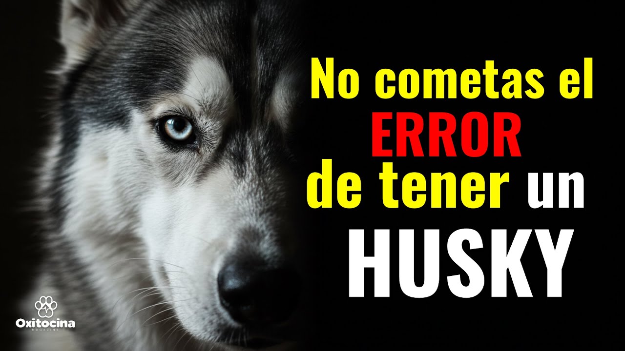 ANTES de tener un Husky Siberiano 10 cosas que debes saber