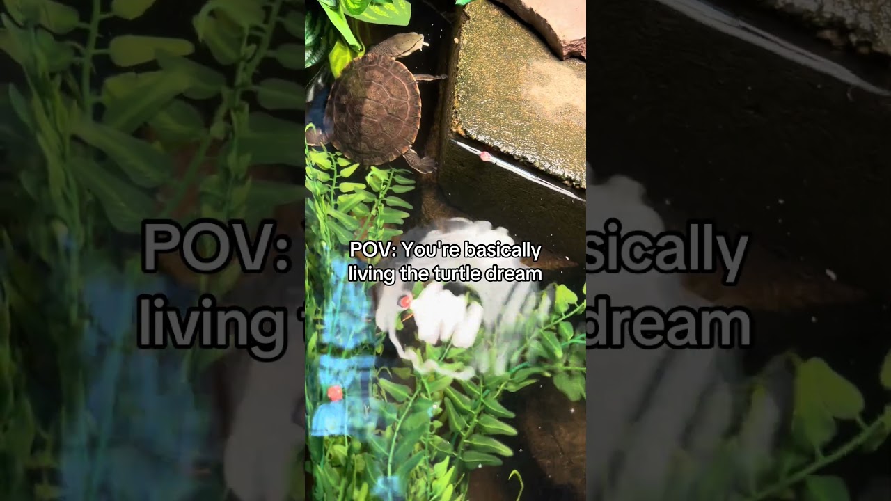 Время обеда для черепах! 