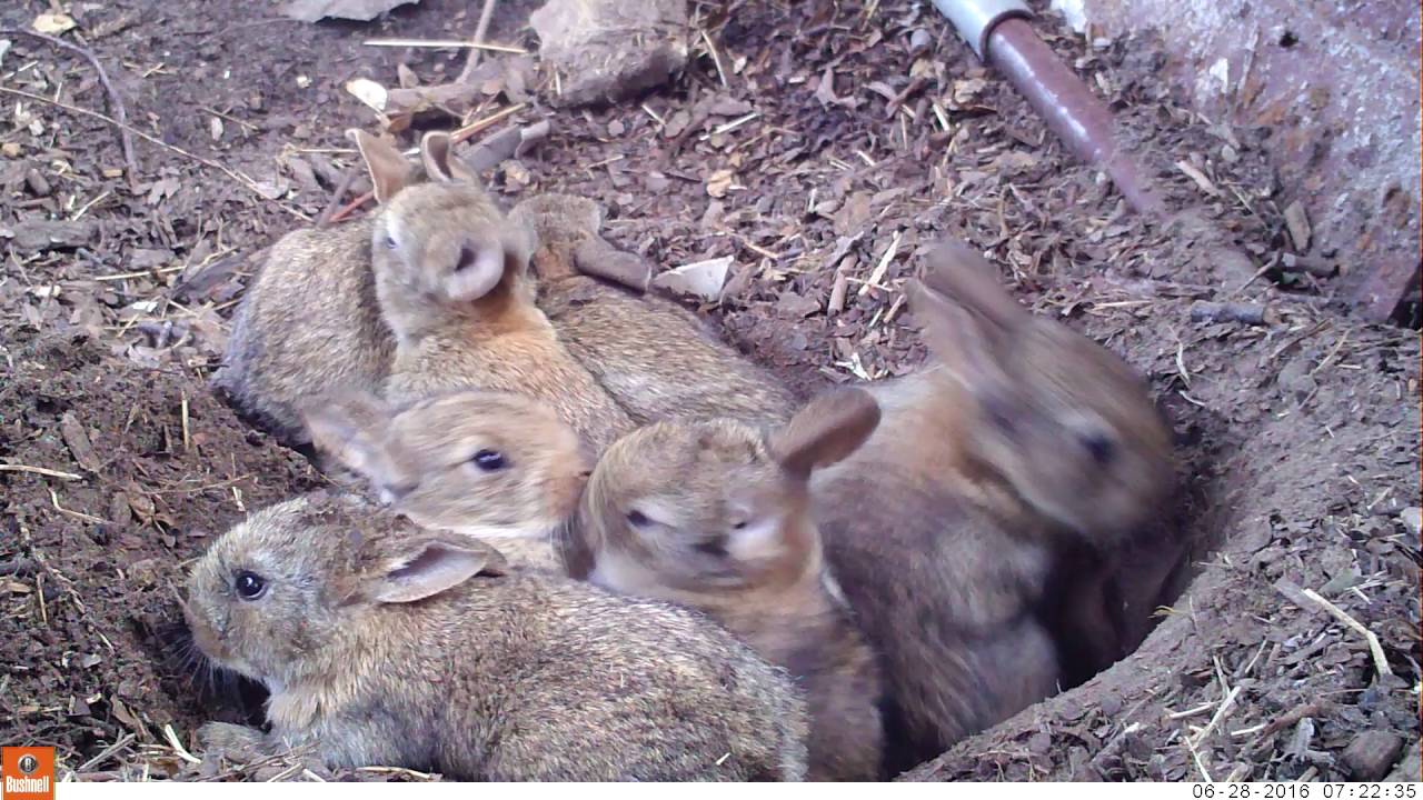 Young life - Baby rabbits and their mom (Bushnell Nature View)