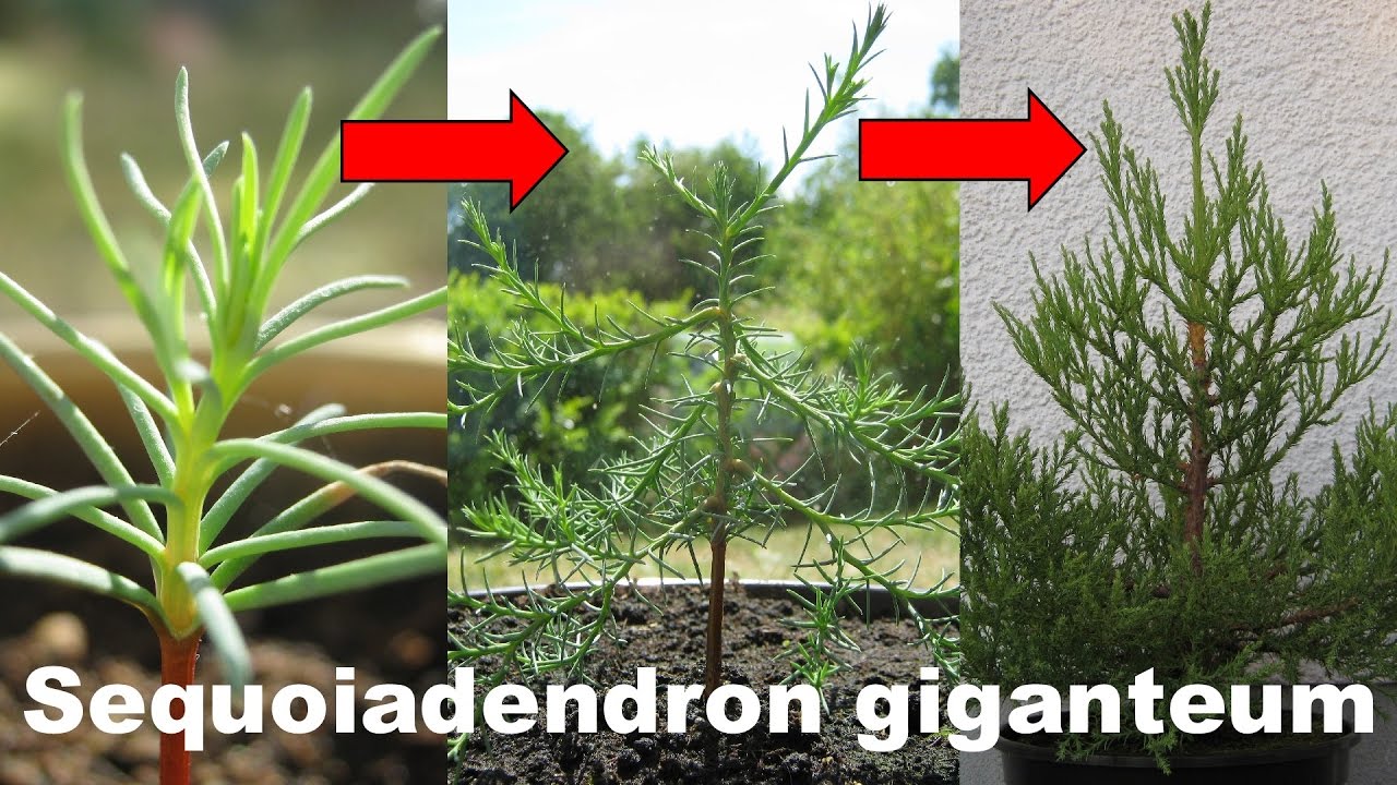 Giant Sequoia 2 year timelapse + 6 years later