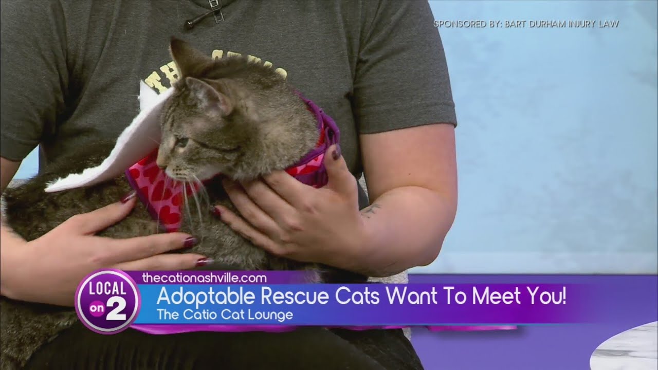 Bart Durham's Big Giveback: Catio Cat Lounge