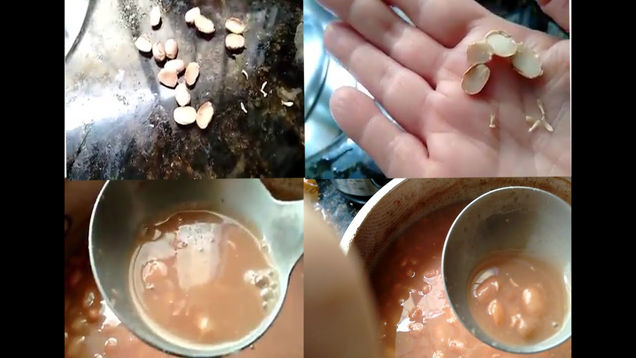 O MISTÉRIO DO FEIJÃO COM LARVAS (MITO OU VERDADE)