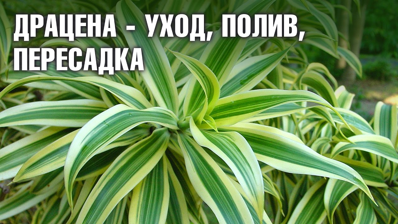 Драцена - уход в домашних условиях