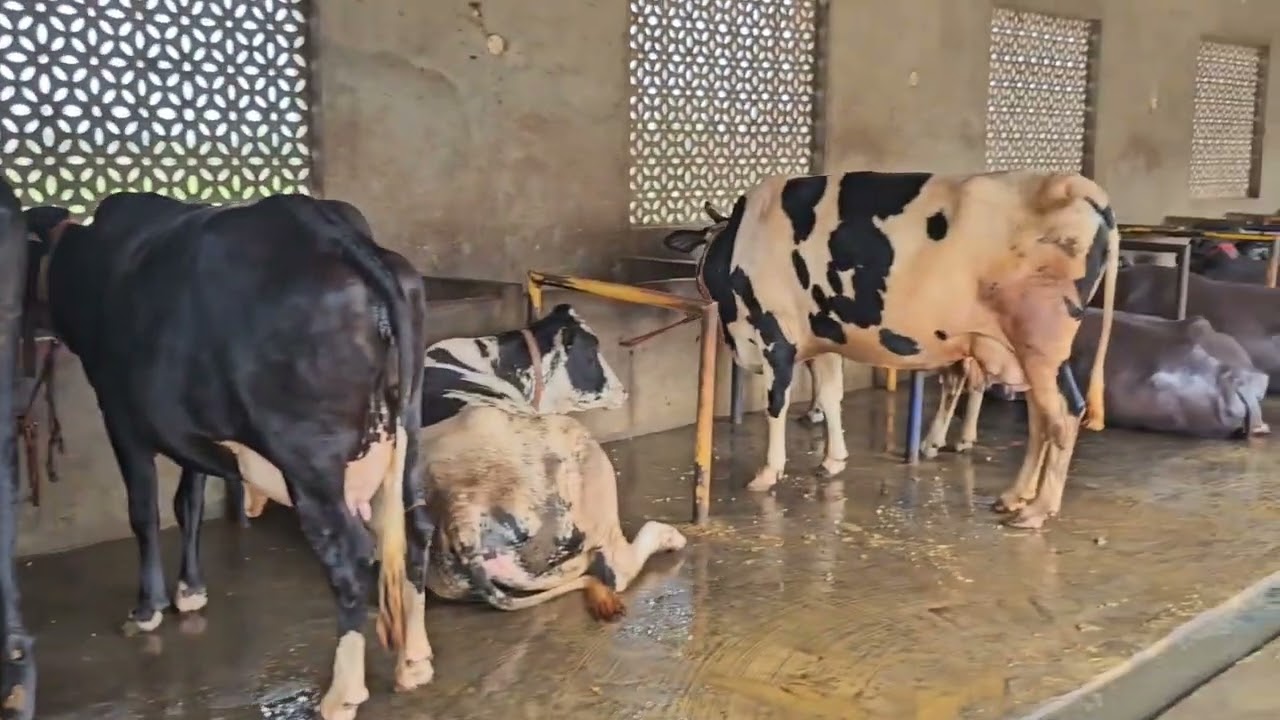 45 ਦਿਨ ਸੂਣ ਤੋ ਪਹਿਲਾ ਮੱਝਾ ਦੀ ਖੁਰਾਕ ਰਿਲਜਟ 💯 ਪੱਕਾ