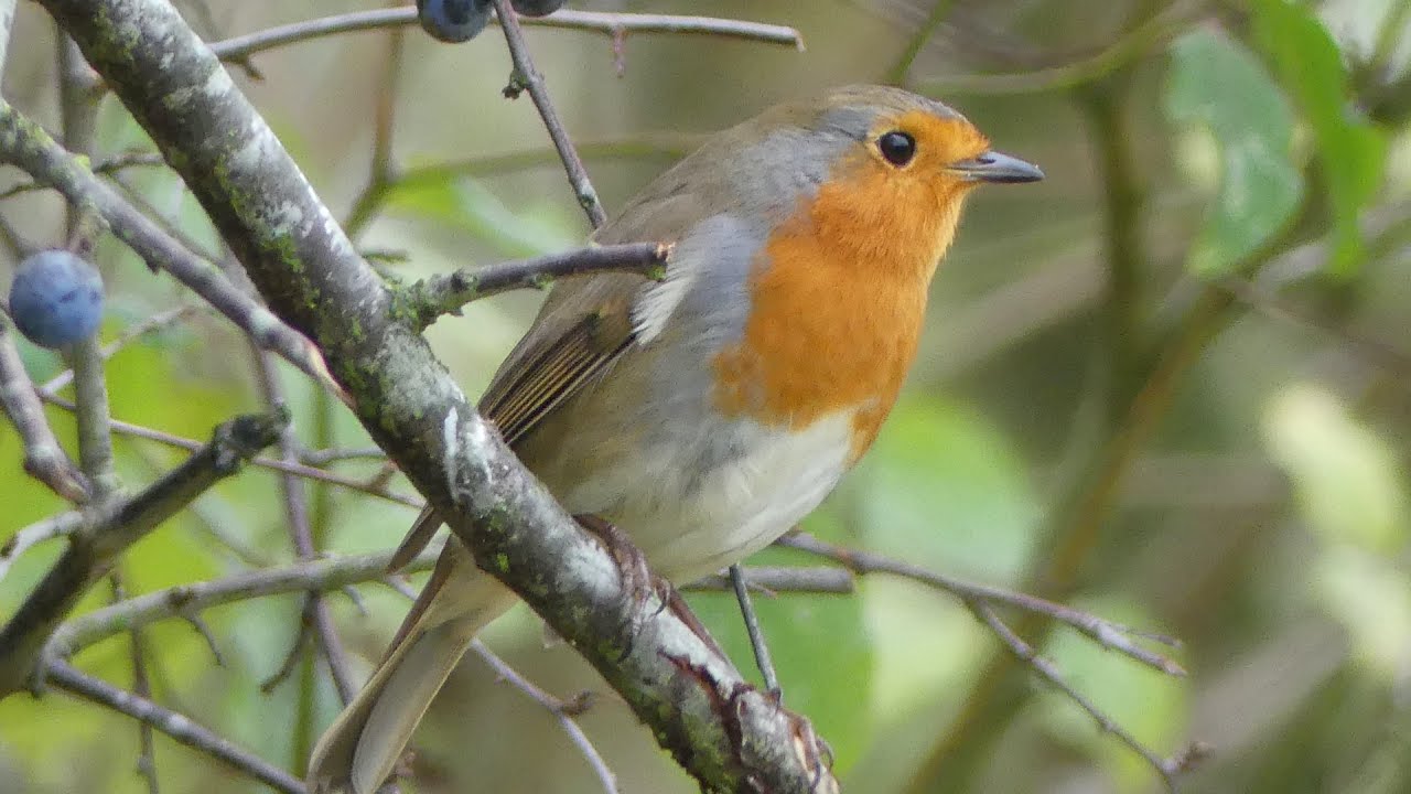 Robin