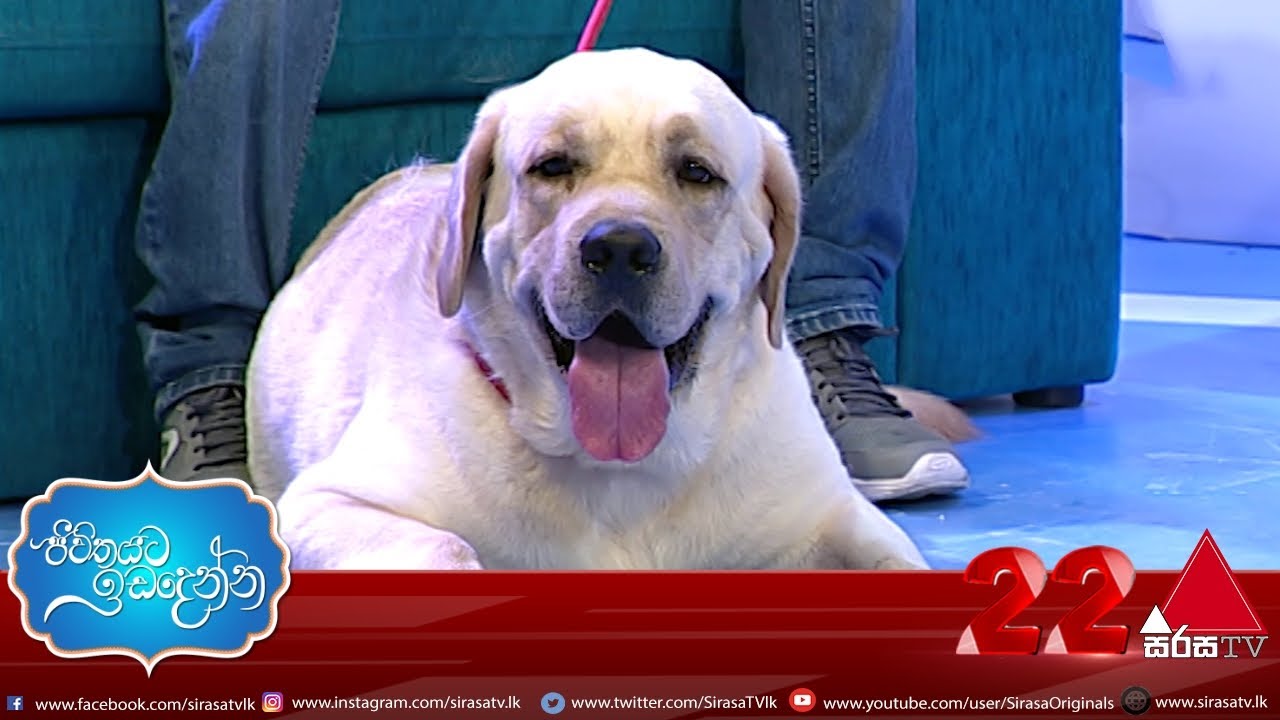 Labrador සුනඛයන් ගැන දැනගන්න | Jeevithayata Idadenna | Sirasa TV | 04th May 2021