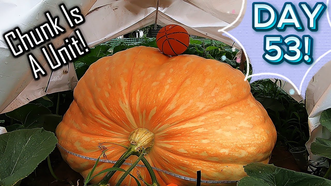 Growing Giant Pumpkins Update! ( Aug 12th )! Chunk Is A UNIT At Day53!!!