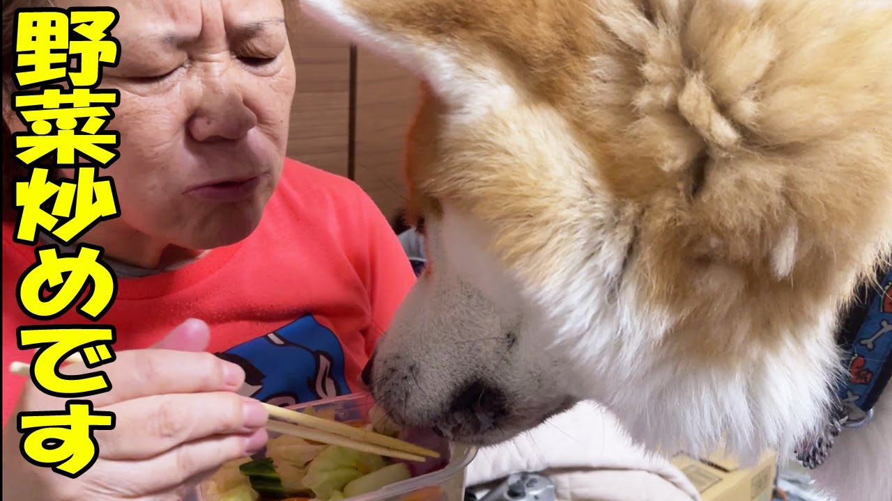 今日のおやつは野菜炒め・秋田犬そら・シェパード犬マック