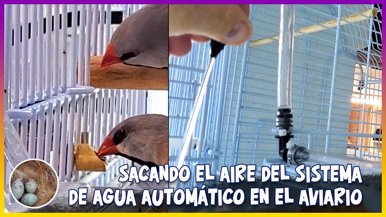 Aire al sistema de agua automático del aviario🦜
