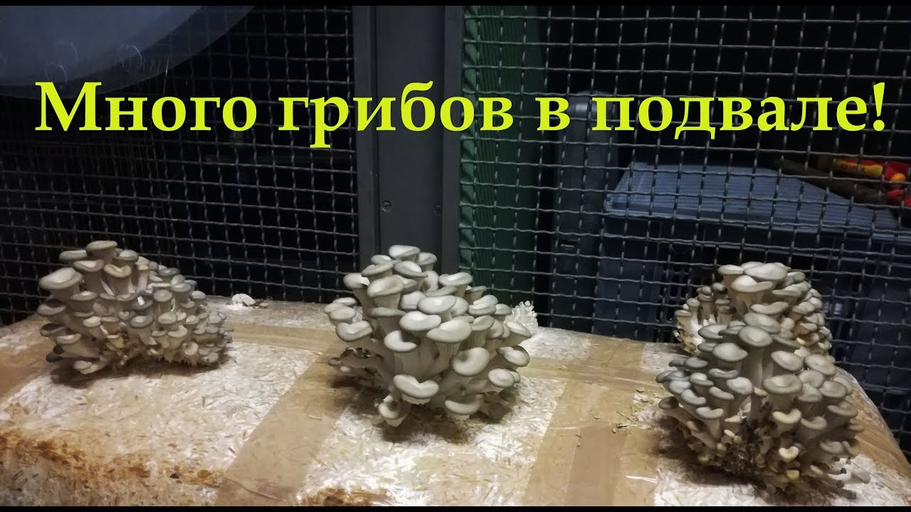 Выращивание грибов на соломе!