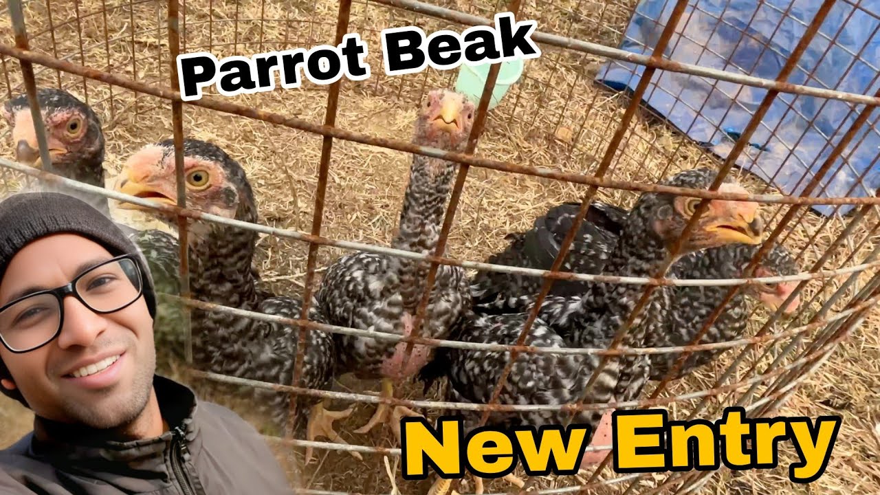 Parrot Beak Chicks New Entry In the Paradise ||