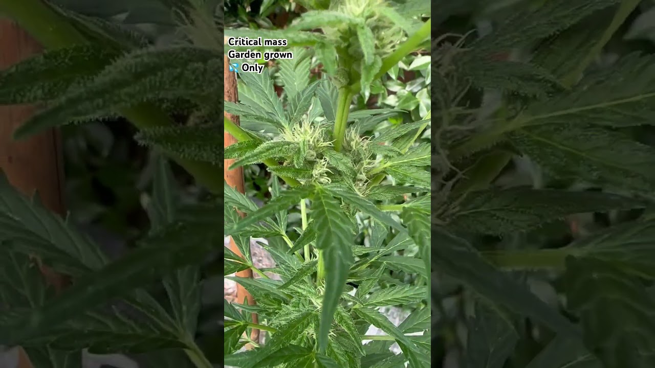 Critical Mass Auto, Garden Grow, 💦 Only! Seeds by RoyalQueenSeeds