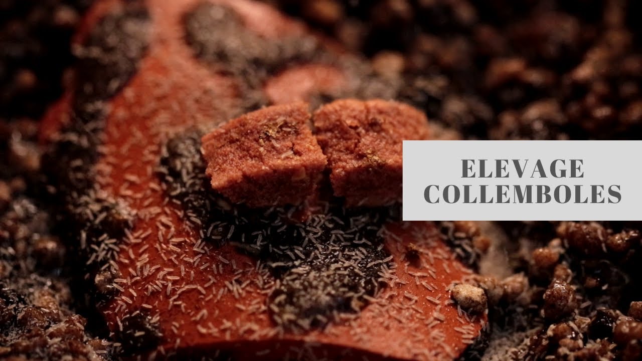 Elevage collemboles