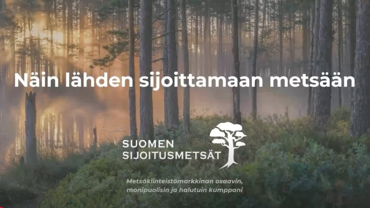 Miten aloitat metsäsijoittamisen? Suora omistus vai yhteismetsä