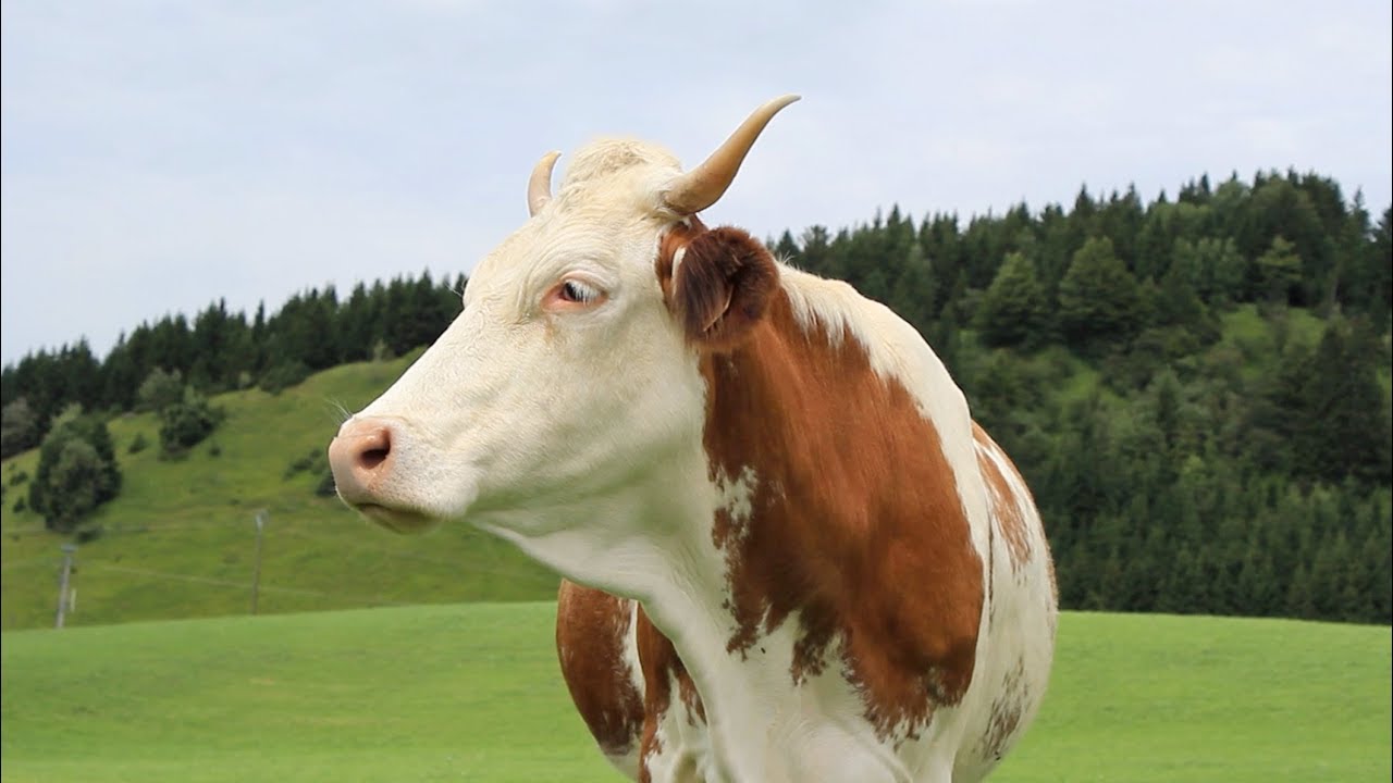 Vis ma vie de Montbéliarde au pays du Comté