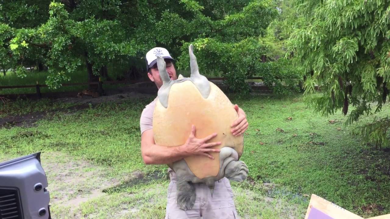 Giant Turtle unboxing!!!!