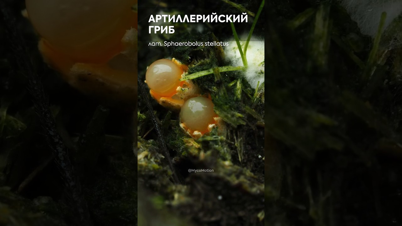 Гриб-поп-ит целится