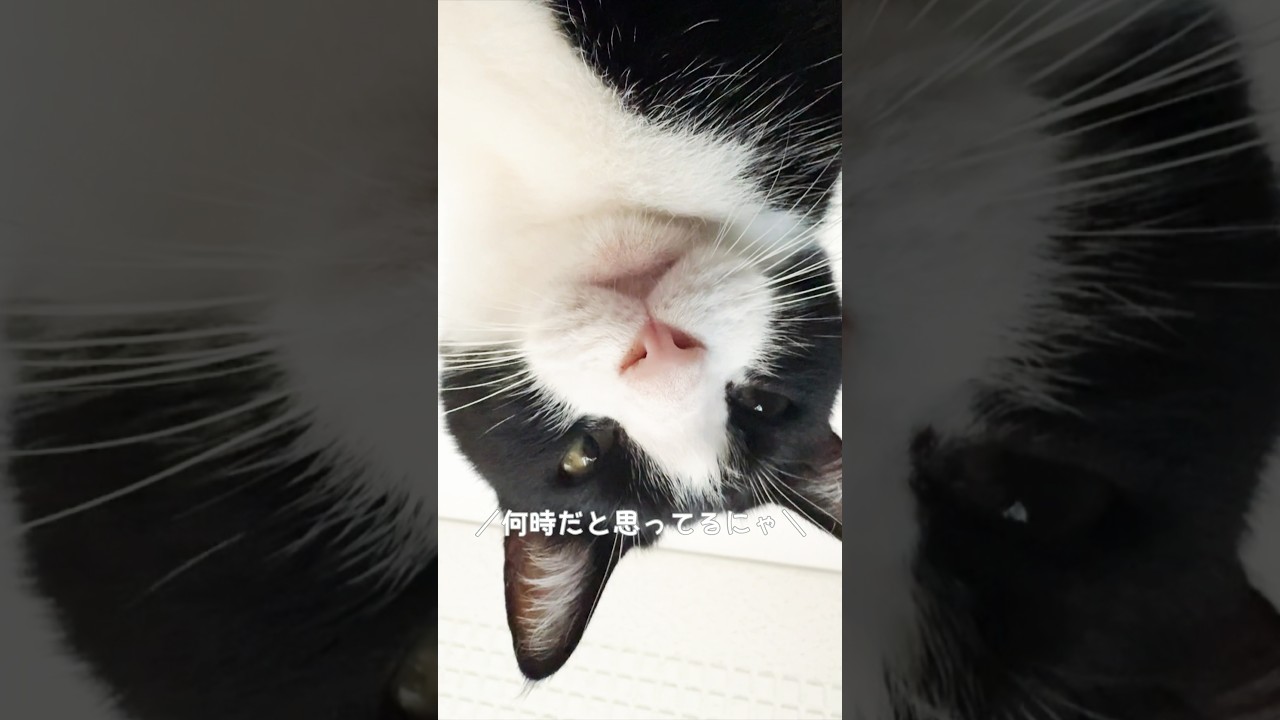 【猫あるある】朝起きたら頭の上にいるハチワレ猫 #猫 #保護猫 #ハチワレ