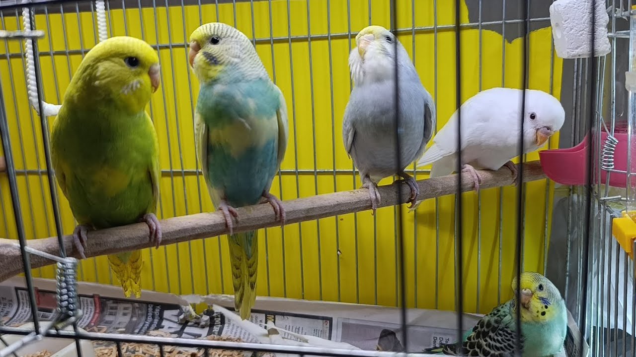 Yeme düşen Yavruları yuvalıktan topladık 🐦😀