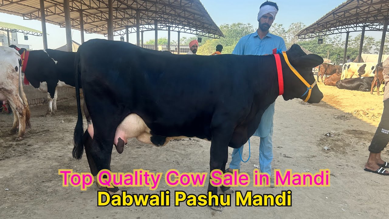 Pashu Mandi Dabwali 7/04/24 l,Top Quality cow Sale in Mandi