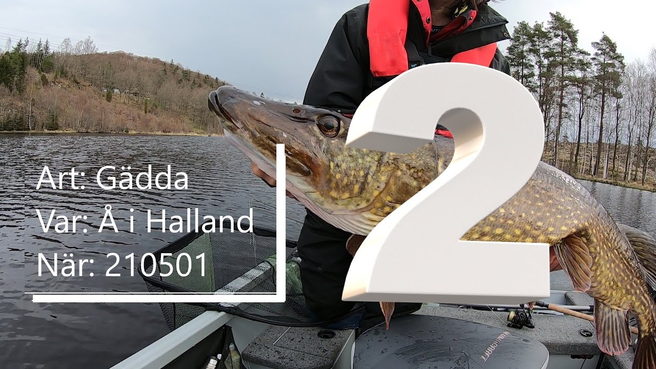 Gäddfiske med båt-rekord.