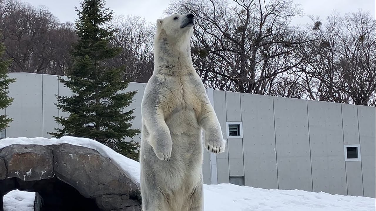 20260306:今日の円山動物園