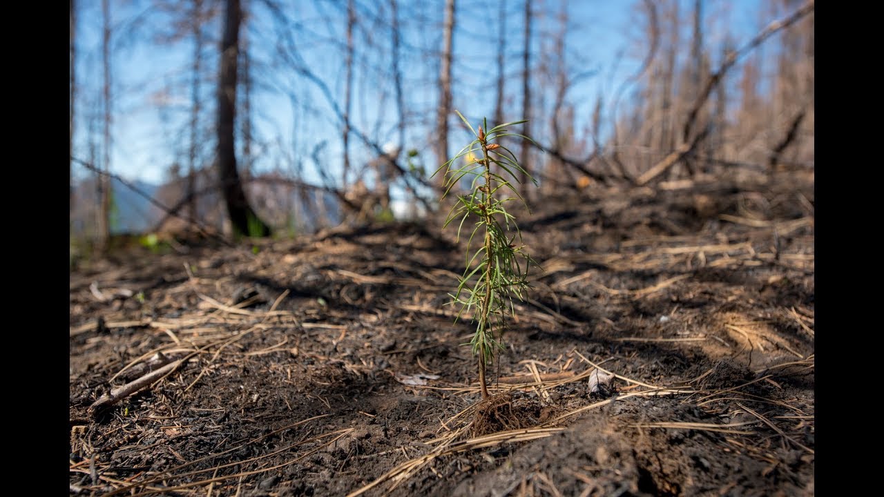 Forests and Fire in the Yakama Nation