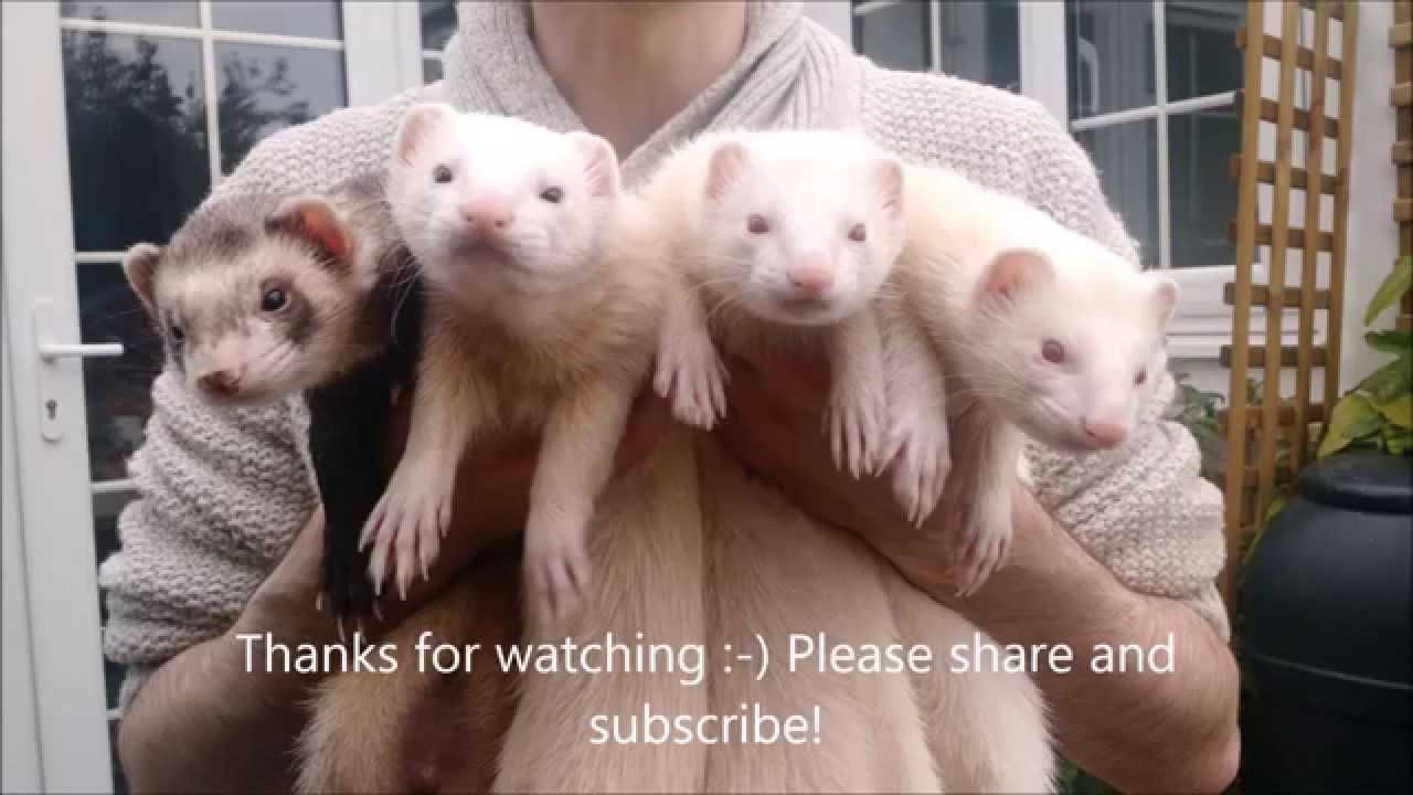 Teach your ferret to bunny hop