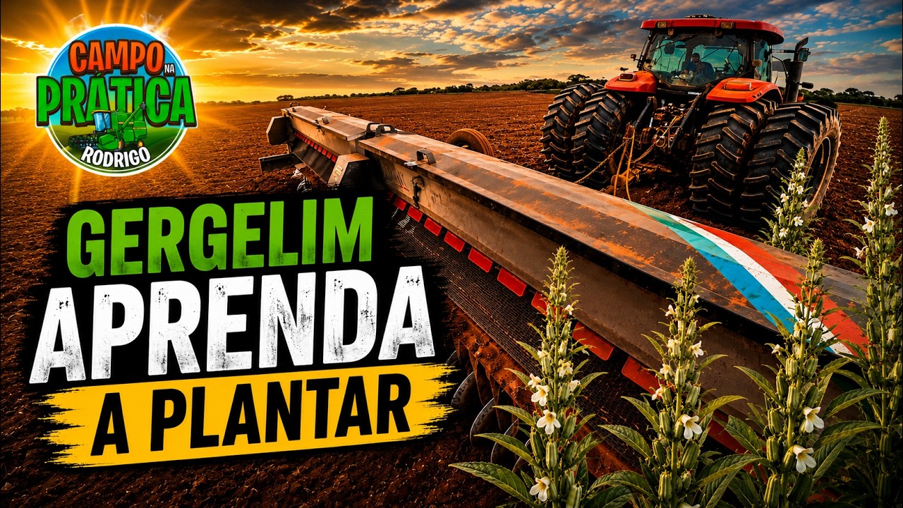 COMO PLANTAR GERGELIM - VEJA A MANEIRA QUE FAZEMOS EM NOSSA FAZENDA