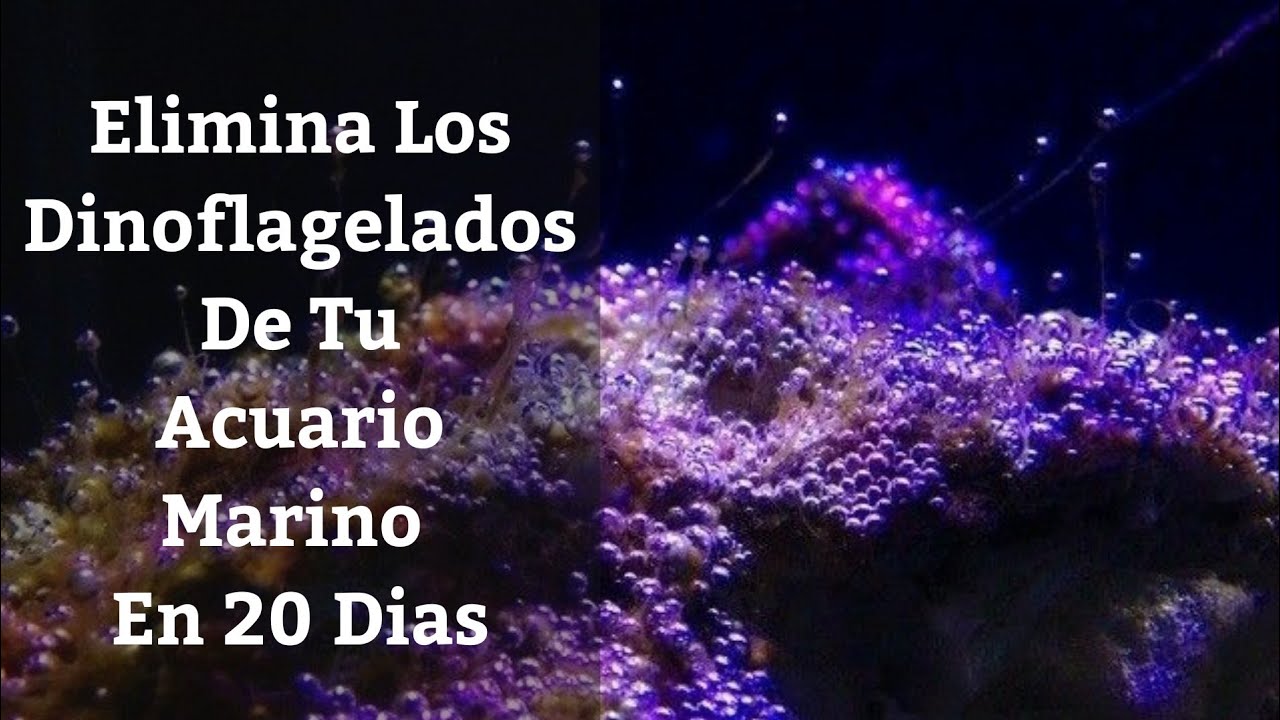 🔵 Elimina Los Dinoflagelados De Tu Acuario Marino En 20 Dias (Acuarios MB)