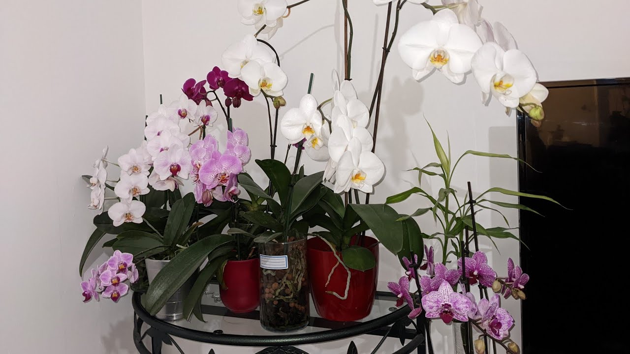 Orquídeas em vidro, Muitas flores, 🌹🥰