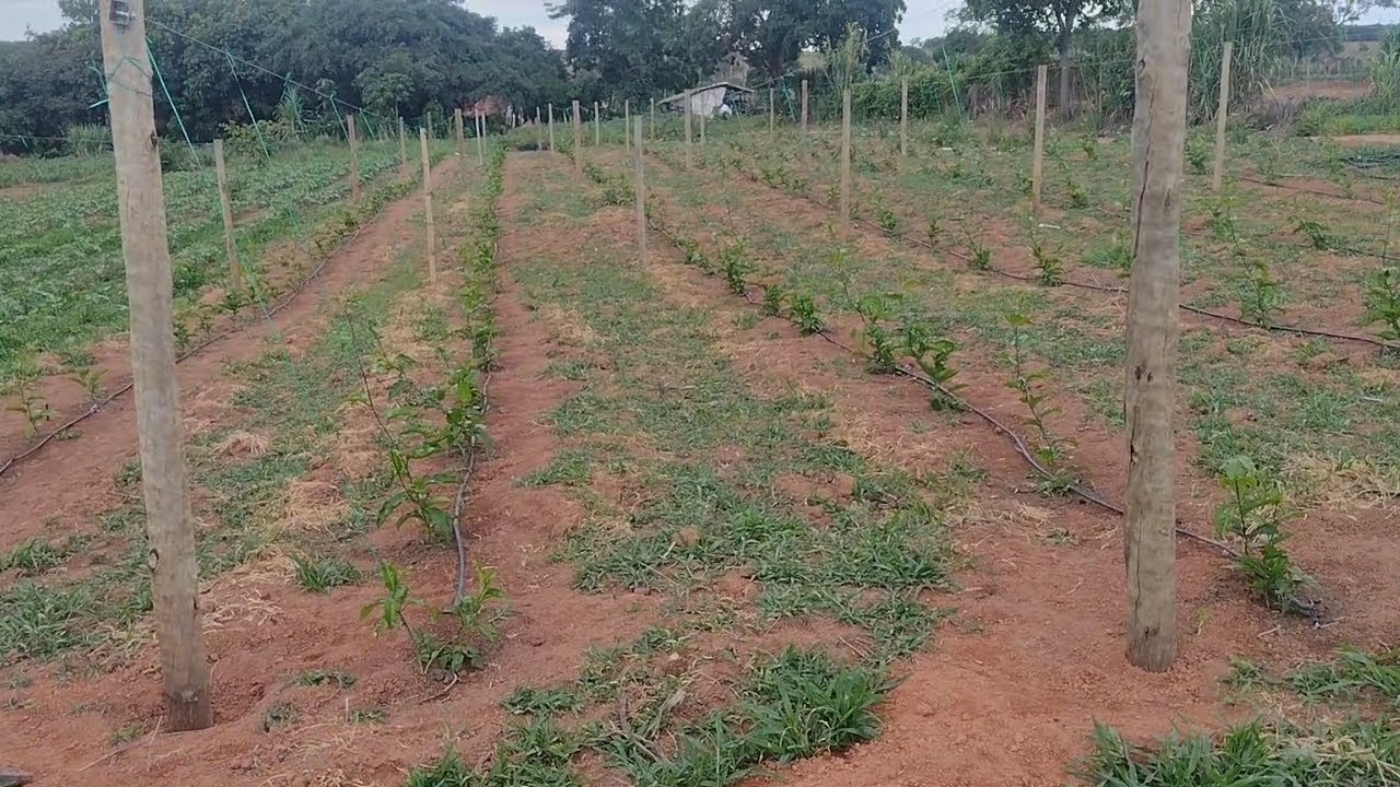 Espaçamento da nova plantação de Maracujá ! Detalhes da nova plantação 🌱 #agriculture #agro