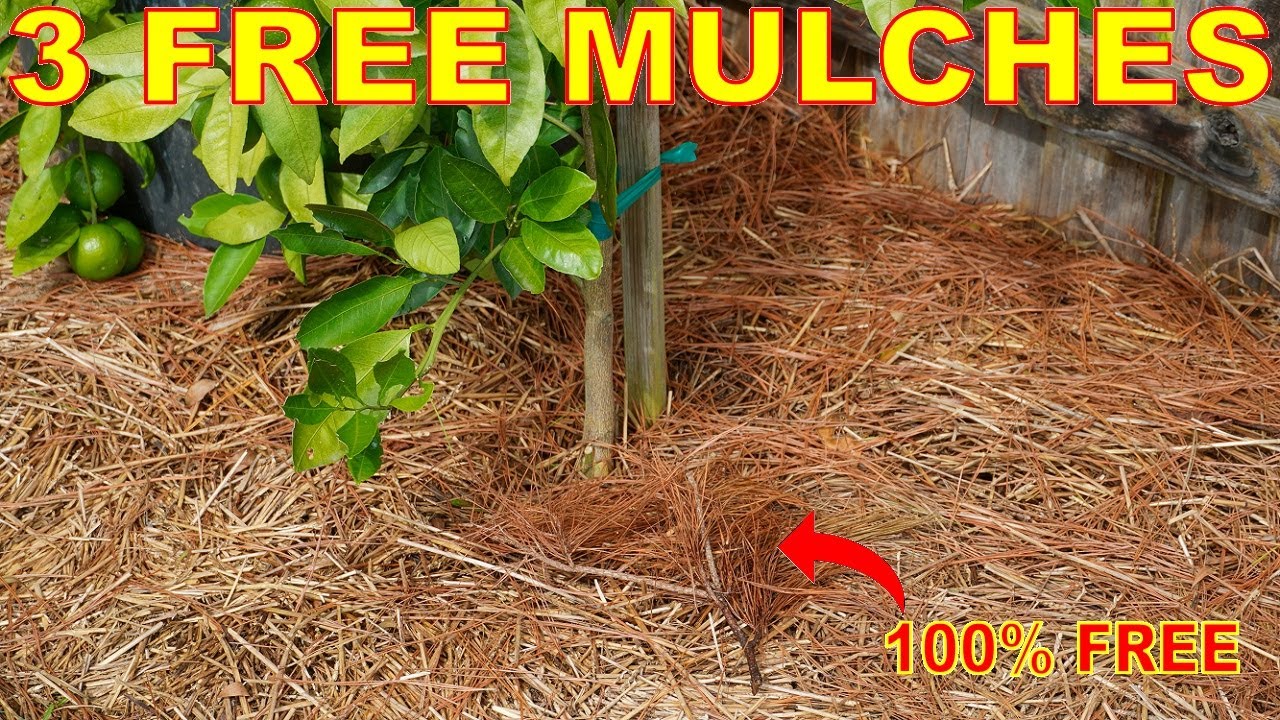 3 FREE MULCH Options For Your Garden And Landscaping
