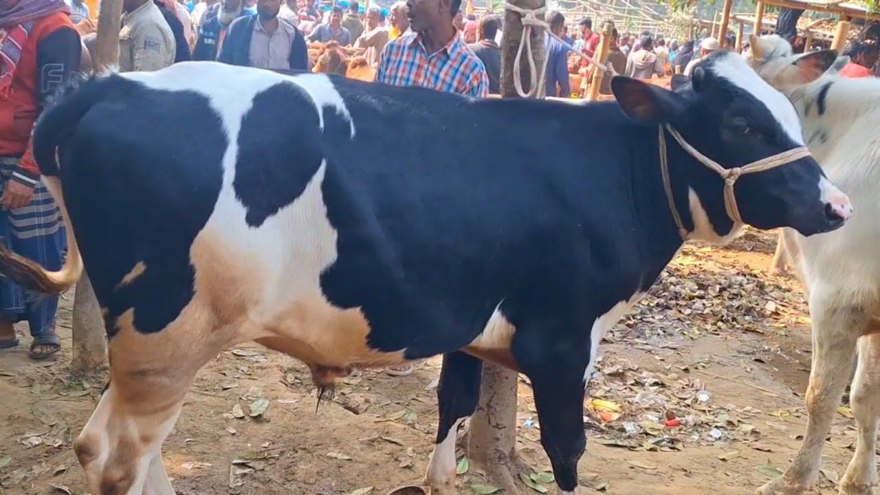 @আজ ৪ ফেব্রুয়ারী"২৬ | ফ্রিজিয়ান ও ক্রস জাতের ষাড় বাছুর গরুর বেচা-কেনা দিনাজপুরের আফতাবগঞ্জ হাটে?