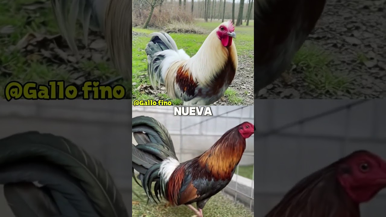 Los cruces de Gallos mas Ganadores del 2026