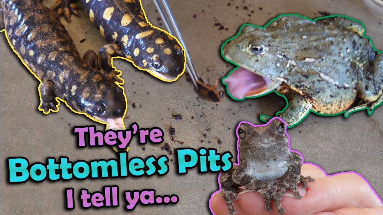 Feeding our Amphibians!