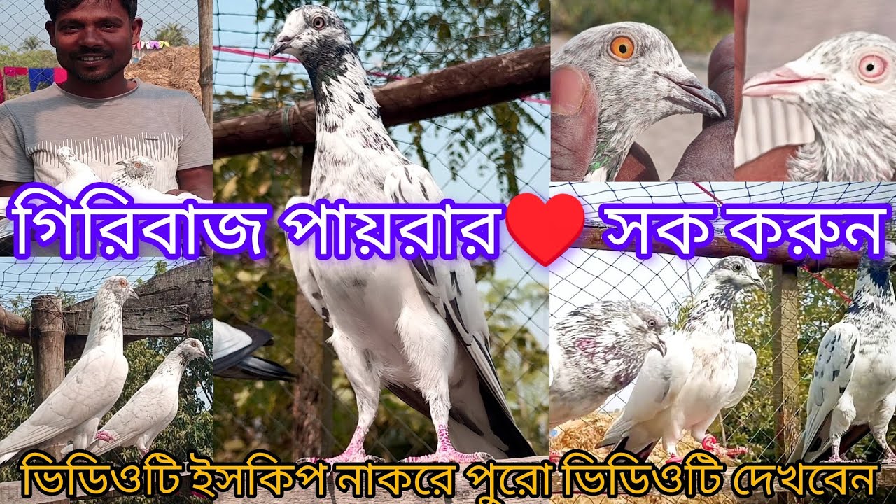 🕊️💯zara royal pigeon এ আবারো একটি নতুন ভিডিও নিয়ে চলে আসলাম#music  #kabootarba #kabutar #birds 