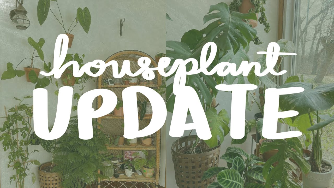 houseplant update, new growth & where I've been!
