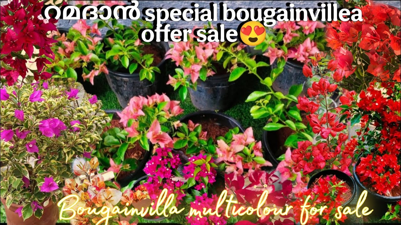 Ramadan special bougainvillea offer sale😍/Bougainvillea multicolour for sale/Fidhus world/