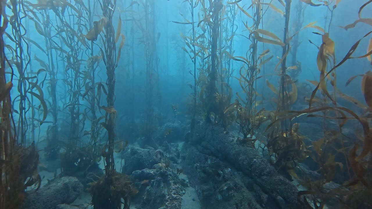 Dive the kelp forest of McAbee beach, Monterey, CA