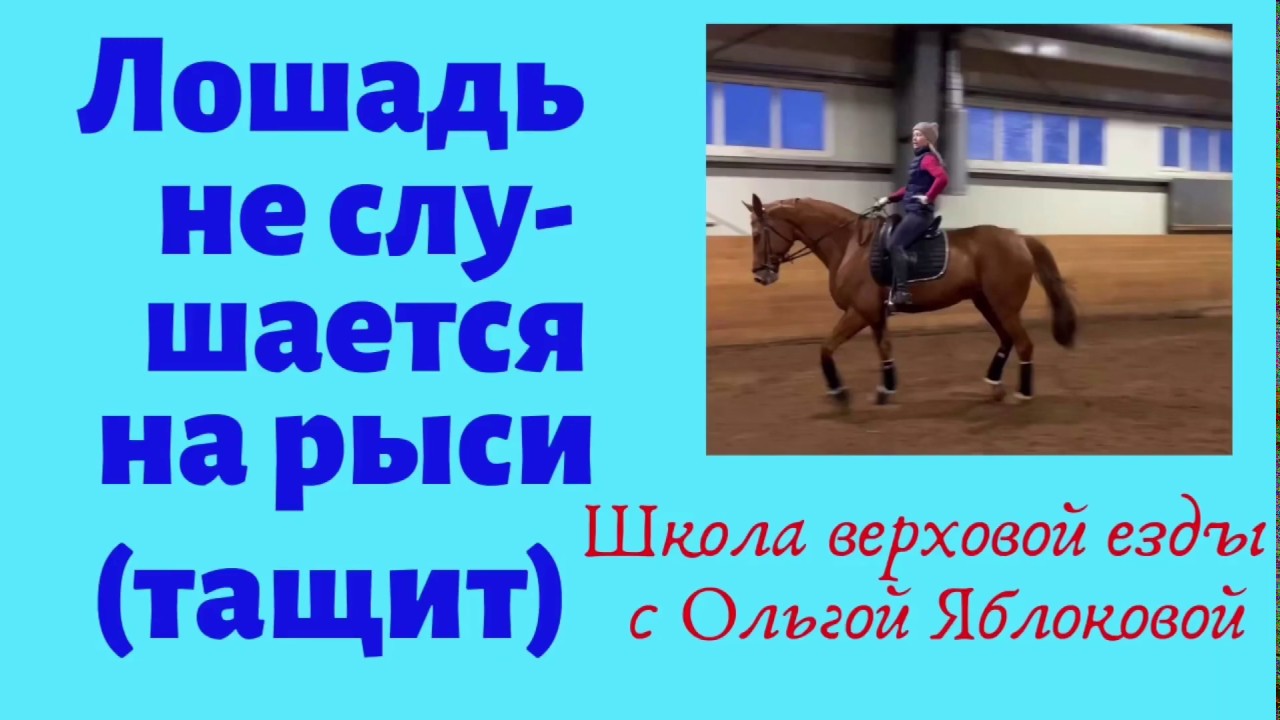 ЛОШАДЬ НЕ СЛУШАЕТСЯ НА РЫСИ (ТАЩИТ)
