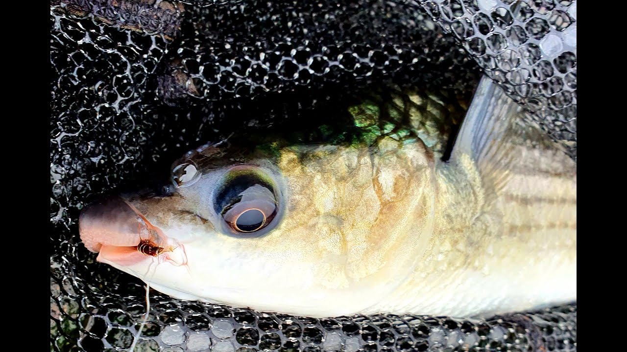 Flyfishing for Mullet in Portugal