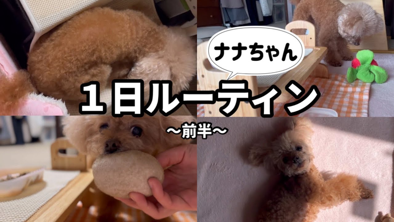 【１日ルーティン前半】ナナちゃんの１日のルーティンをまとめてみました❣️✨😆