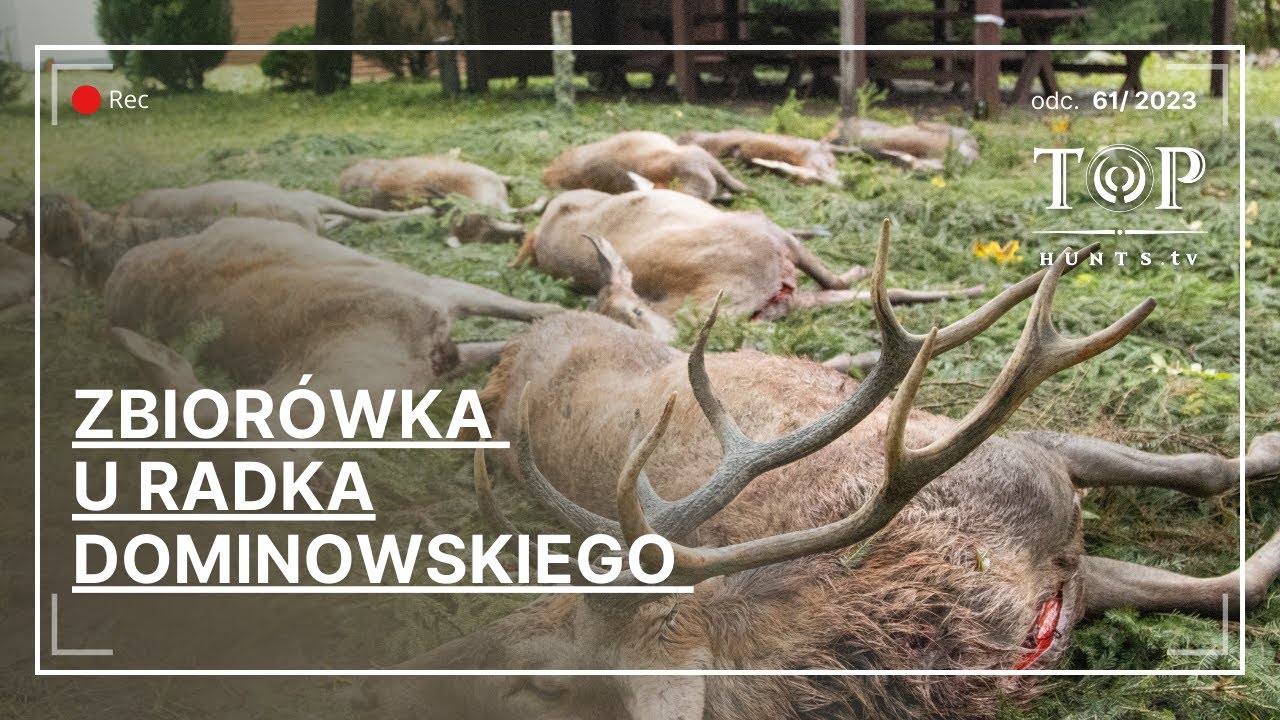 Polowanie zbiorowe na dziki i jelenie u Radka Dominowskiego.Jelenie w każdym miocie!